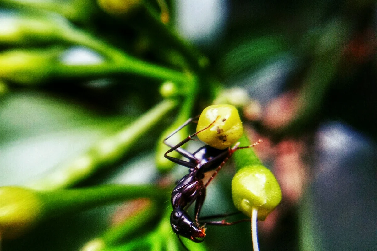 Hormiga